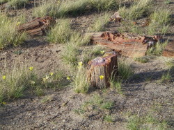 The Petrified Forest