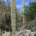 Desert Botanical Garden, Phoenix