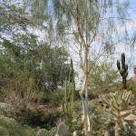 Desert Botanical Garden, Phoenix