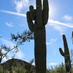 Desert Botanical Garden, Phoenix