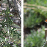 Desert Botanical Garden, Phoenix