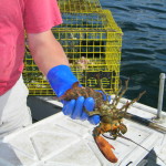 Captain Jack Lobster Boat Cruise