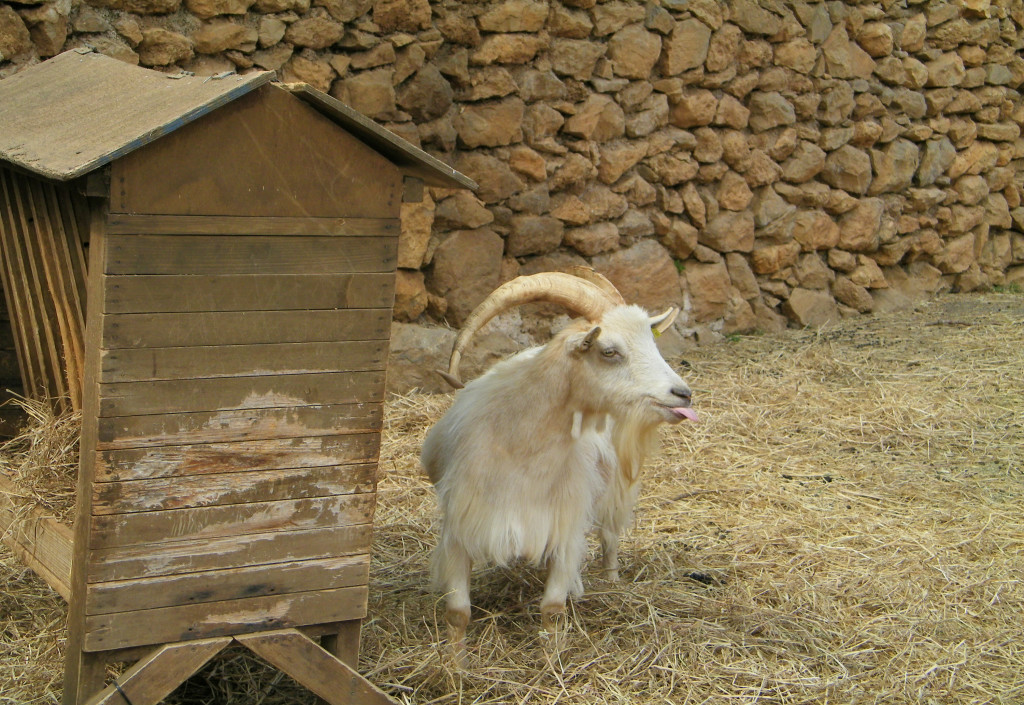 La Granja Goat