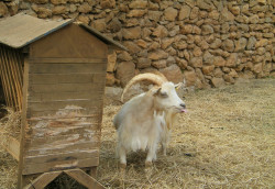 La Granja Goat