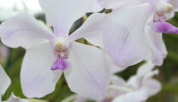 Orchid World, Barbados