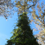 barbarakolson at Magnolia Plantation