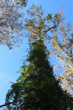 barbarakolson at Magnolia Plantation